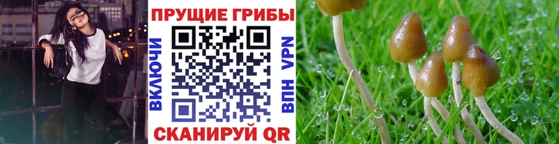 Псилоцибиновые грибы прущие грибы  Апшеронск 