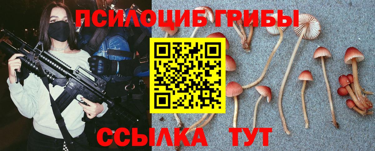 Галлюциногенные грибы Psilocybe Апшеронск